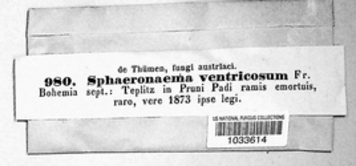 Caliciopsis ventricosa image